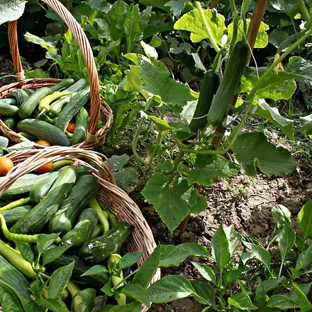 Gocek Arion ギョジェク