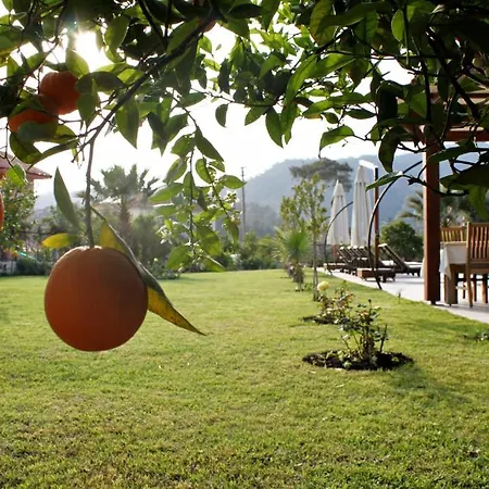 Gocek Arion 3* ギョジェク